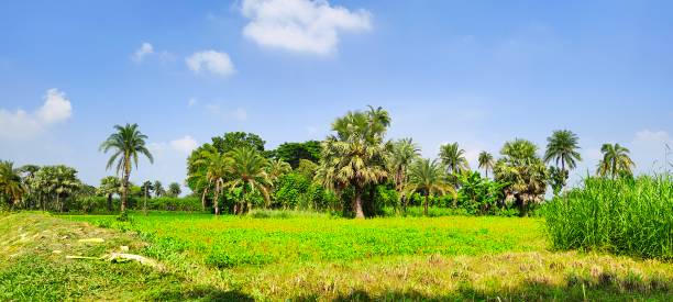 istock Natural and Background  View the field 1433772856