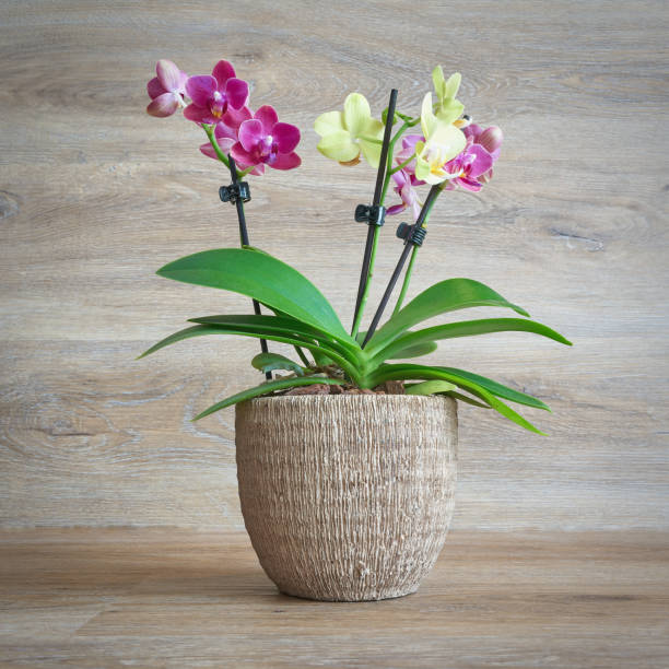 flowering orchid in flower pot against a background of wood two color flowering orchid in flower pot against a background of wood potted orchid stock pictures, royalty-free photos & images