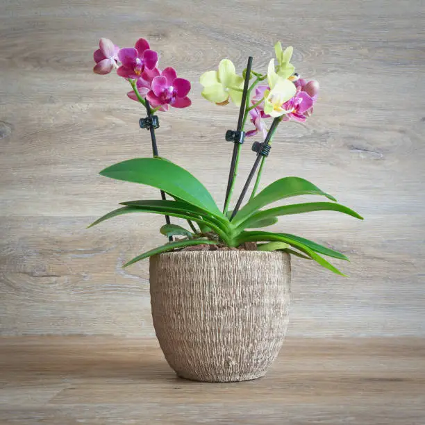 two color flowering orchid in flower pot against a background of wood