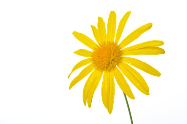 istock savannah daisies on a white background 1433774558