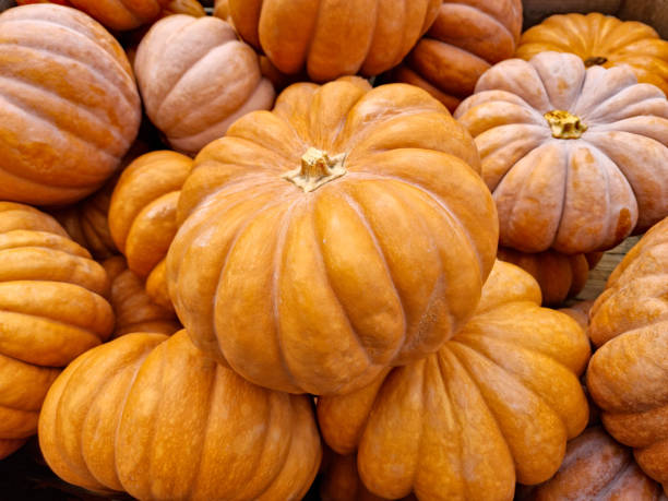 istock Orange 'Muscade de Provence' pumpkin (nutmeg pumpkin, musk pumpkin) 1433775785