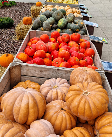 Different pumpkins - 'Muscade de Provence',  red and green Hokkaido, Butternut pumpkin and Spaghetti pumpkin.
