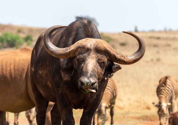 Portrait photo of a Cape Buffalo stock photo