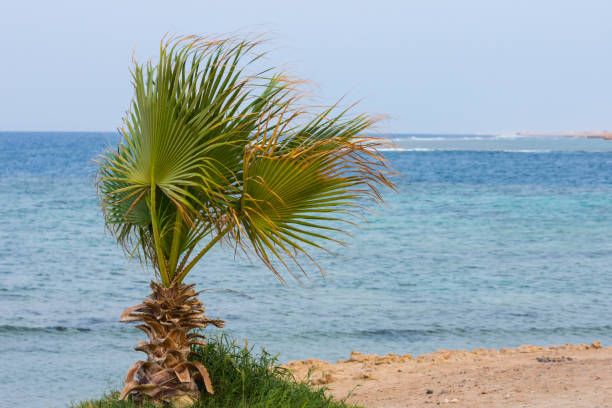 istock little palm tree on the beach with sea in the background 1433779532