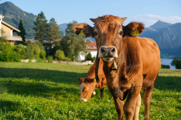 bella mucca da fattoria marrone sullo sfondo di un campo e montagne. - bestiame bovino di friesian foto e immagini stock