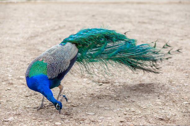 istock A beautiful peacock with bright feathers walks next to tourists 1433782340