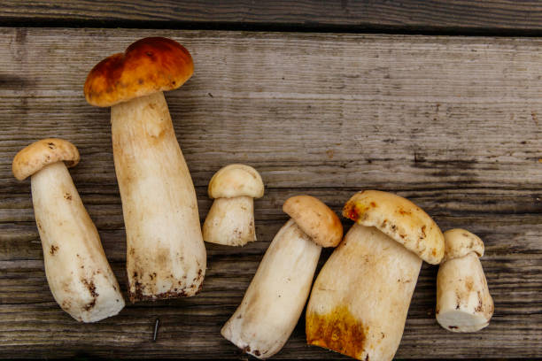 istock Freshly picked porcini mushrooms on rustic wooden table. Top view 1433782552