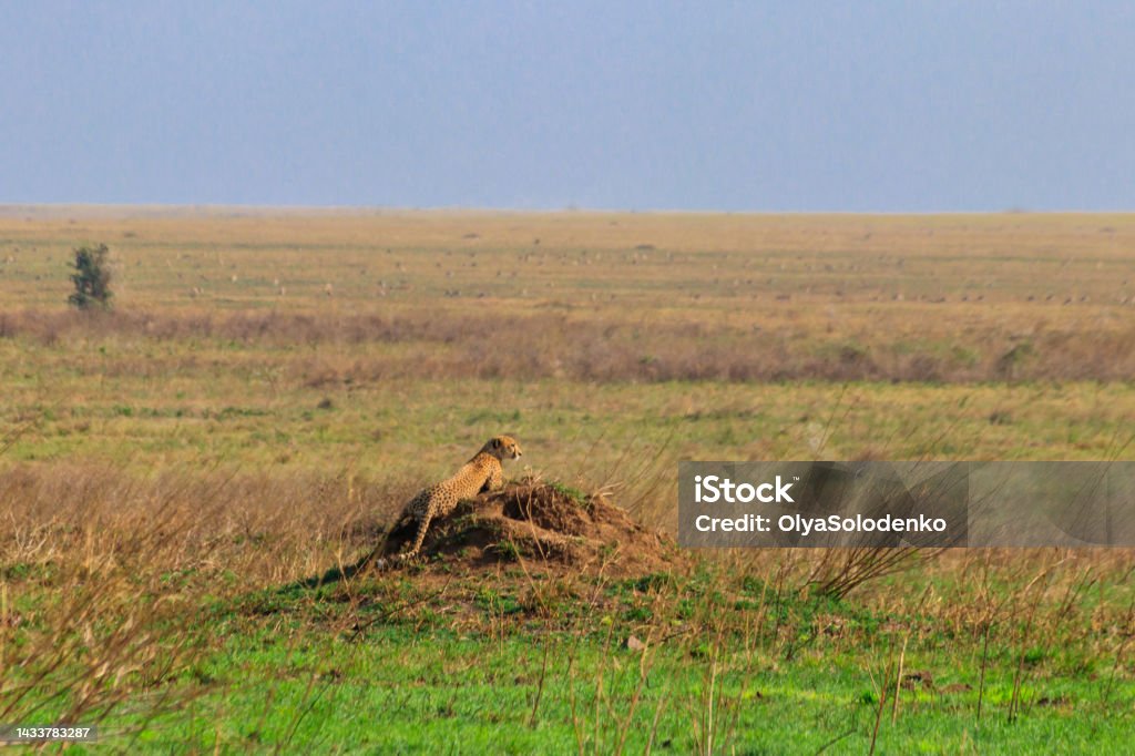 Cheetah (Acinonyx jubatus) on termite mound in savanna in Serengeti National park, Tanzania Africa Stock Photo