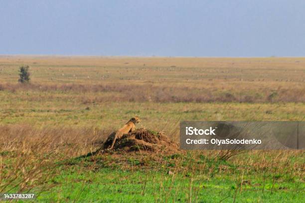 Cheetah On Termite Mound In Savanna In Serengeti National Park Tanzania Stock Photo - Download Image Now