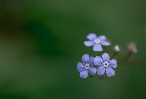 Myosotis alpestris - beautiful small blue flowers - forget me not