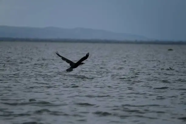 Photo of Black bird tries to catch fish off the sea