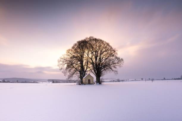 istock Silhouettes of bare trees on a sunny field covered in snow 1433784124