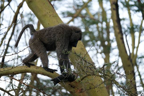 istock Baboon on a thorny tree against a blurred background 1433784227