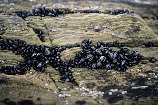 A closeup shot of platns on a mossy surface