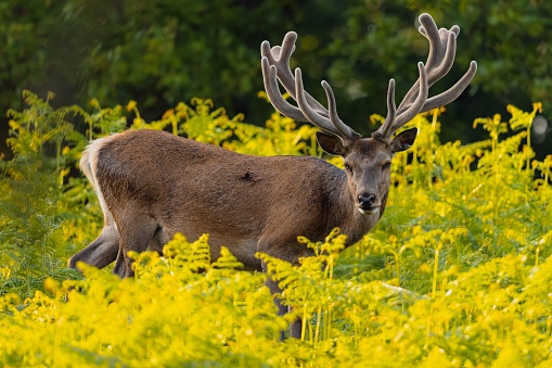 A red deer stag with velvet antlers in the green bracken.