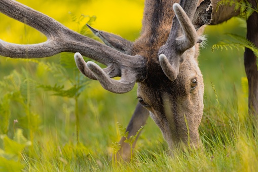 A closeup of a red deer stag with velvet antlers grazing in the meadow.