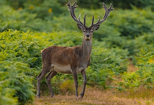 A male red deer with velvet antlers standing in the meadow and looking at the camera.