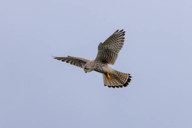 istock Common kestrel, Falco tinnunculus hovering in flight. 1433785285