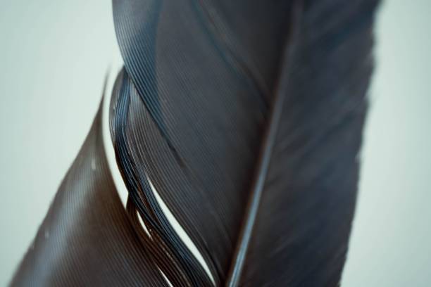 istock Macro shot of a brown feather texture 1433785429