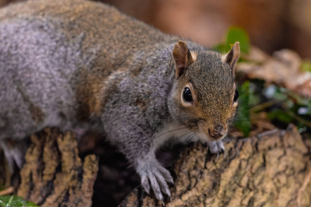 istock Closeup of an eastern gray squirrel, Sciurus carolinensis. 1433785627