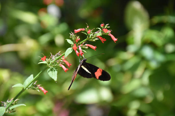 istock Beautiful Common Postman Butterfly on a Flower 1433785740
