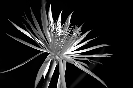 An isolated shot of an Orchid Cacti flower on a black background