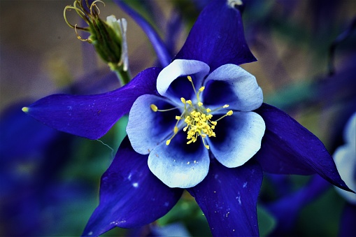 A closeup of a blue flower called Granny's Bonnet