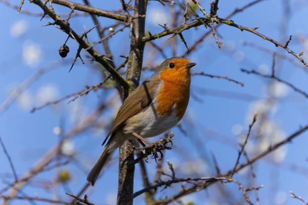 istock Closeup of a Robin red breast perched in a tree branch 1433785808