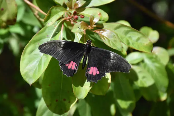 Garden with a black and pink butterfly with wings open.