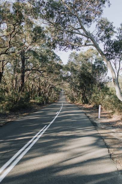 istock Vertical shot of a road surrounded by green trees 1433786150