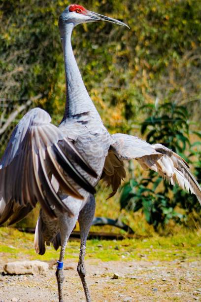 istock Vertical closeup shot of a common crane 1433786257