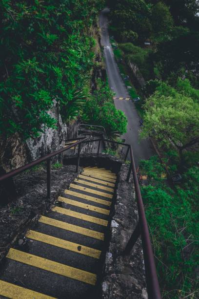 istock Vertical shot of a stairs lined with trees 1433786267