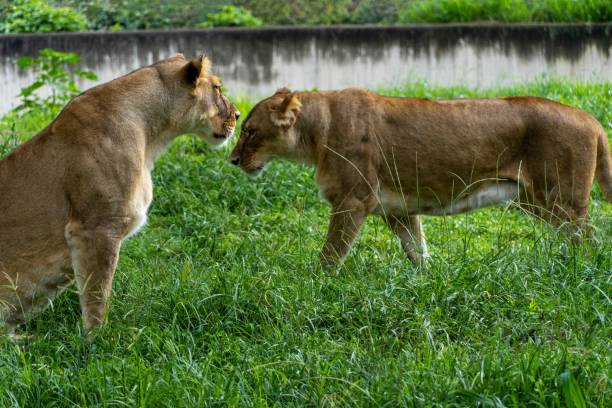 istock Two lionesses playing on the grass in the zoo 1433786859
