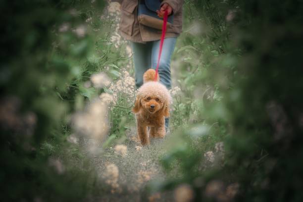 istock dog 375 Dog-walking 1433786932