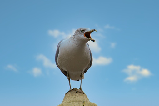 A screaming gull standing on a rocky pole under on a blue sky