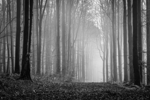 istock Grayscale shot of a footpath in a forest 1433787237