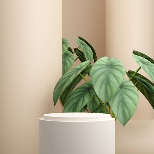 istock 3D rendering of an Alocasia cylpeolata green shield on a light peach background 1433787588