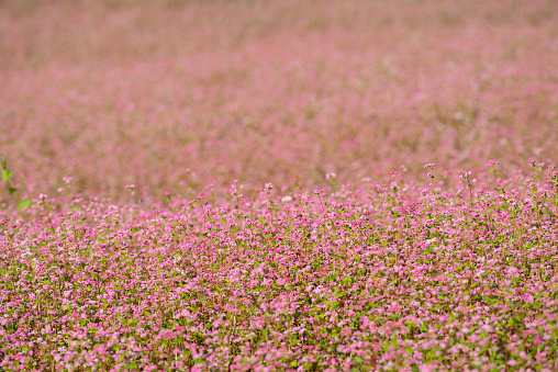 red buckwheat flower