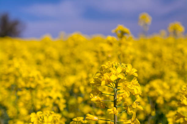 istock Yellow field with oil seed rape, in early spring, England, UK 1433787775