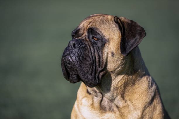 istock Bullmastiff sitting in a field 1433788913