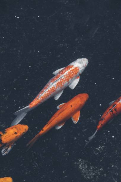 istock koi fish swimming in the fish pond 1433788995