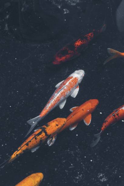 istock koi fish swimming in the fish pond 1433789005