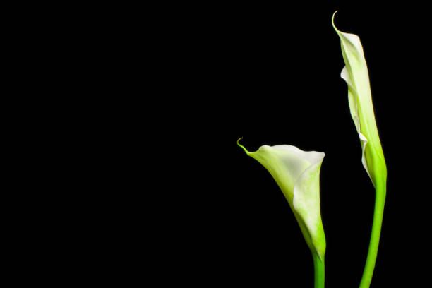 istock beautiful white calla flowers on black background 1433789167