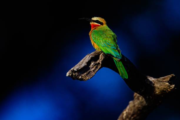istock Cute white-fronted bee-eater with green wings perched on a leafless branch on a blue background 1433789293