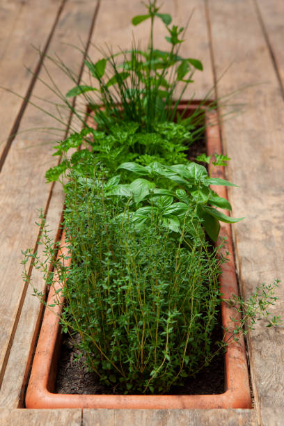 istock Aromatic herbs potted on a wooden table 1433789325