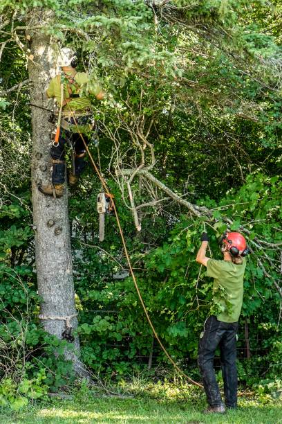 istock Vertical shot of a guy cutting the trees with a chainsaw 1433789830