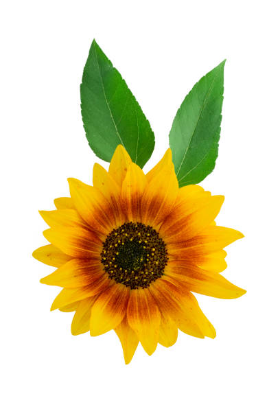 istock A sunflower in a  vase on a black background. 1433790437