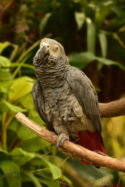 istock African Grey Parrot on a Strong Vine 1433792358