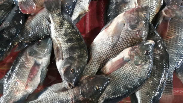 istock Freshwater tilapia on sell on asian market 1433792419