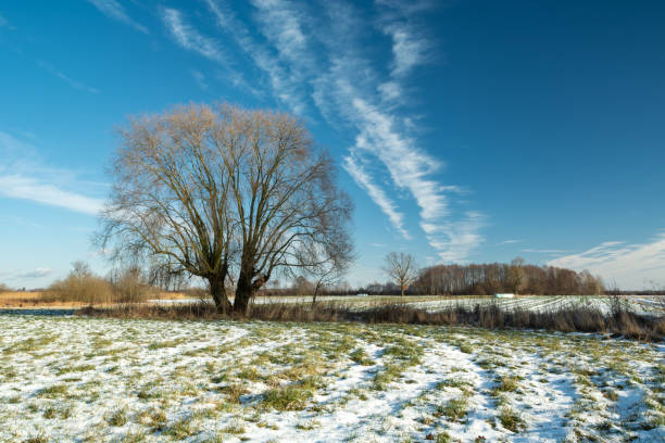 Beautiful winter landscape on a background of trees and forest. Christmas and New Year mood. Snowfall and the view as in a fairy tale